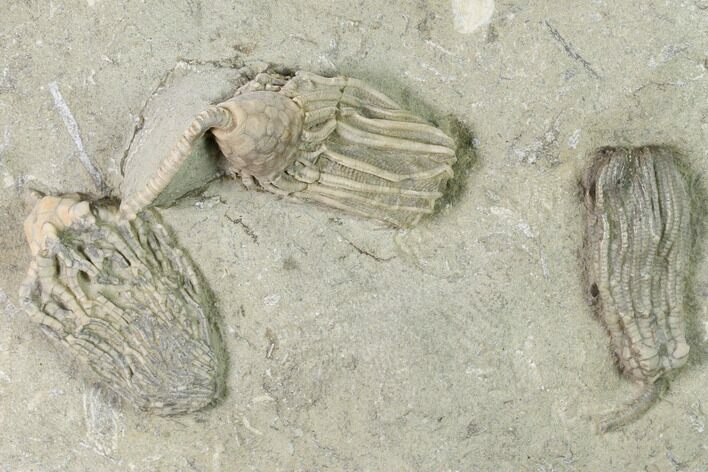 Three Species of Crinoids on One Plate - Crawfordsville, Indiana #148665